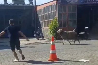 Sahibinin elinden kaçan kurbanlık koç, zor anlar yaşattı