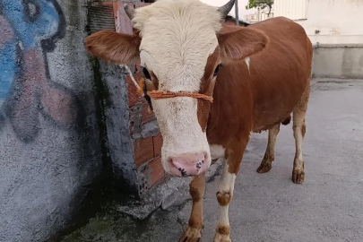 Kurbanlık boğa 6 katlı binanın terasında kesildi