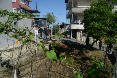Rize’de kaçan kurbanlık boğa sahiplerine zor anlar yaşattı