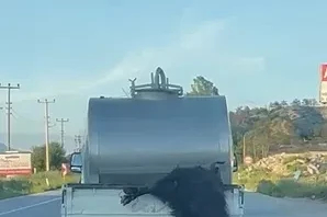 Kurbanlık hayvanı kamyonetin kasasından sarkıtarak taşıyan sürücüye ceza