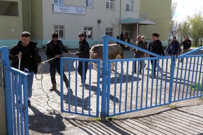 Kurban keserken kalp krizi geçirip öldü