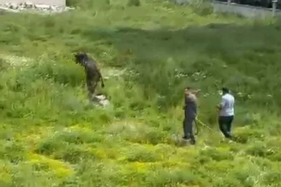 Kesimden kaçan kurbanlık boğa zor anlar yaşattı