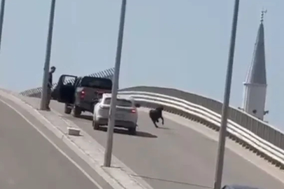 Kaçan keçi, trafiği birbirine kattı