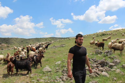 Köyüne dönüp hayvancılığa başladı, 2 yılda bin 300 koyunu oldu