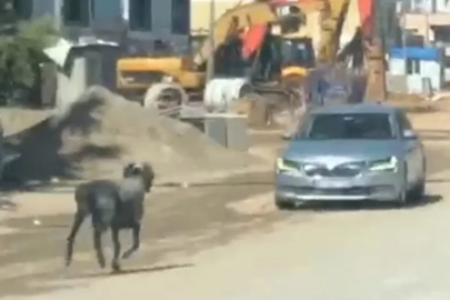 Sahibinin elinden kaçan kurbanlık koç, zor anlar yaşattı