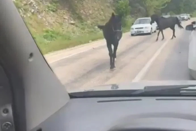 Bursa’da başıboş atlar, trafiği tehlikeye soktu