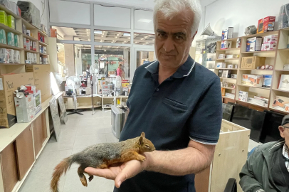 Yol kenarında bulduğu sincabı kurtarmaya çalıştı 