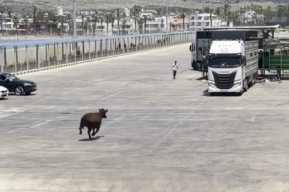 Limanda kaçan angus denize düştü