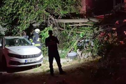 İkiye ayrılan dut ağacı, 2 aracın üzerine devrildi