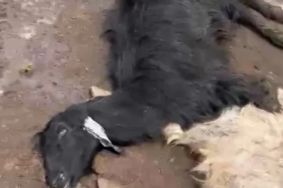 Adana'da bir günde 76 küçükbaş hayvan, bağırsak zehirlenmesinden öldü