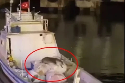 Erdek’te balıkçı teknesine çıkan su samuru görüntülendi