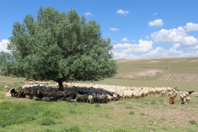 Aksaray’da ‘ithal çoban’ dönemi