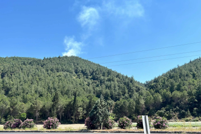 Manisa'da orman yangını