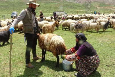 Yüksekova'da berivanların yayla mesaisi başladı 