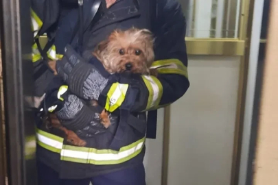 Apartman dairesindeki yangında mahsur kalan köpek kurtarıldı