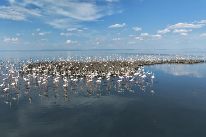 Tuz Gölü'nde 5 bin yavru flamingo kuluçkadan çıktı  