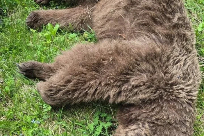 Saldırısına nacakla direnmişti; yaraladığı ayı ölü bulundu
