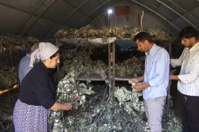 Sason’da ipek böcekçiliği 170 ailenin geçim kaynağı
