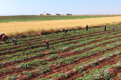 Dolunun vurduğu Diyarbakır karpuzunda hasat bu yıl gecikecek