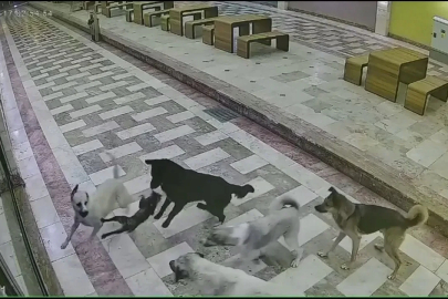 Sahipsiz köpeklerin saldırdığı kedi öldü