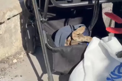 Şanlıurfa'da bebek arabasına yılan girdi 